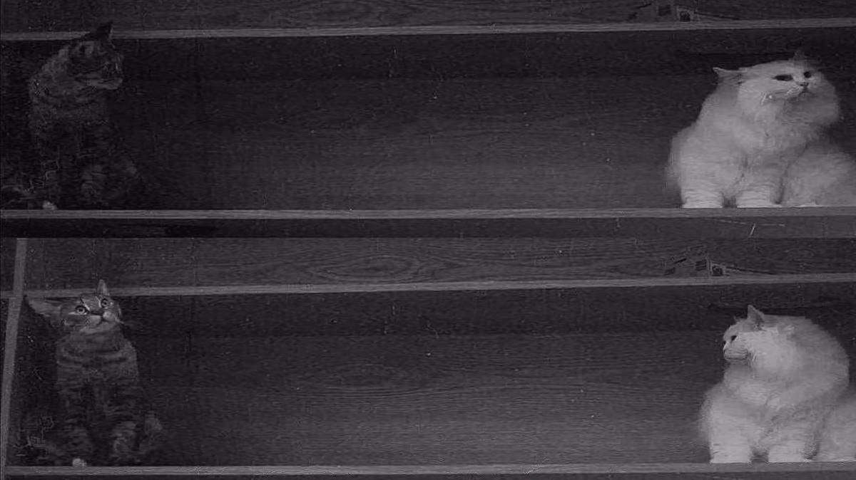 قطره قطره اشک چشمم تتلو هوش مصنوعی